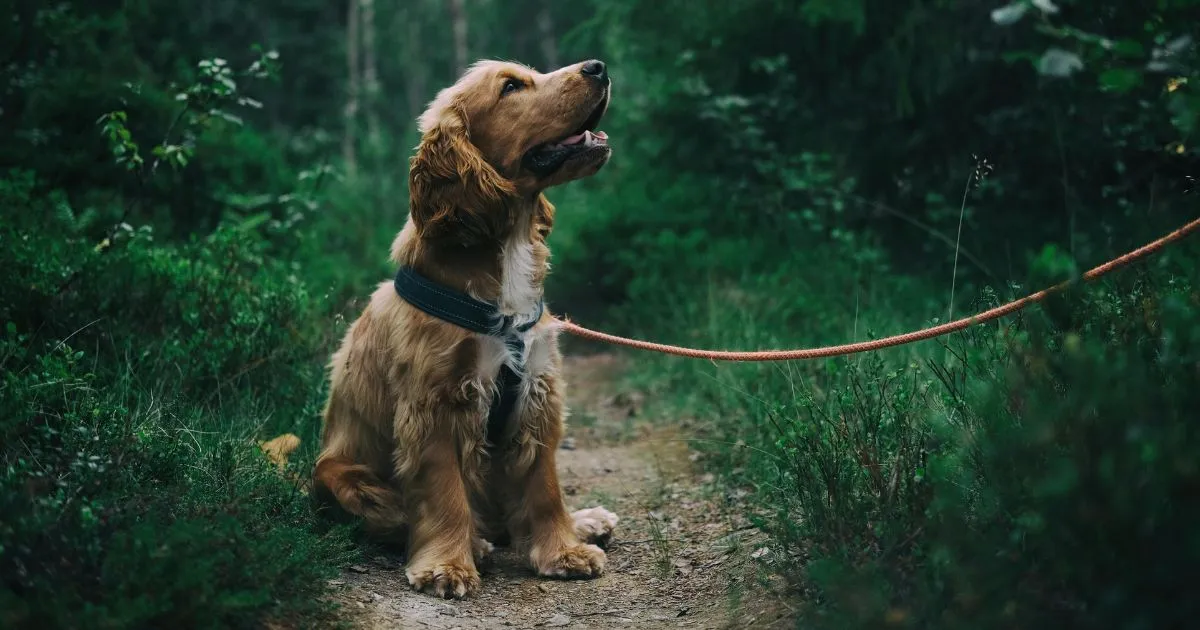 does renters insurance cover pet damage to carpet